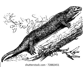 Old engraved illustration of a Tropical house gecko or hemidactylus mabouia, isolated on white. Live traced. From the Trousset encyclopedia, Paris 1886 - 1891.