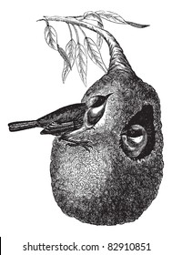 Old engraved illustration of two European Penduline Tit or Remiz pendulinus with one inside the hanging nest and another over the nest. Trousset encyclopedia (1886 - 1891).
