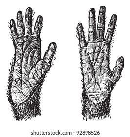 Old engraved illustration of two hands of Quadrumana primates isolated on a white background. Dictionary of words and things - Larive and Fleury - 1895