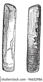 Old engraved illustration of Two Solenidae isolated on a white background. Dictionary of words and things - Larive and Fleury - 1895