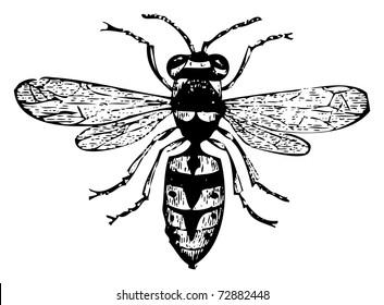 Old engraved illustration of a wasp or vespa vulgaris, isolated on white. Live traced. From the Trousset encyclopedia, Paris 1886 - 1891.