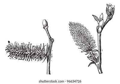 Old engraved illustration of Willow or sallow or osier with flower pistil and flower stamens isolated on a white background. Dictionary of words and things - Larive and Fleury ? 1895