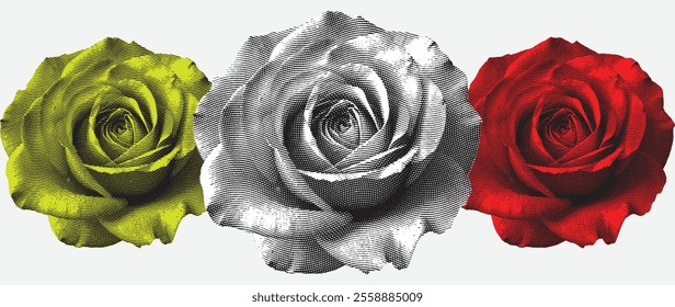 Old engraved rose, rose vector, vintage engraved illustration, rose graphic art on a white background.