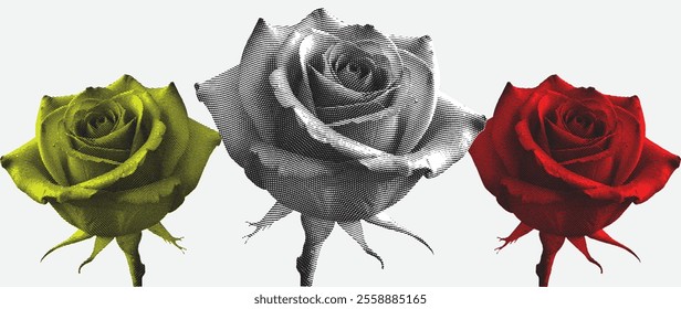 Old engraved rose, rose vector, vintage engraved illustration, rose graphic art on a white background.