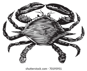 Old engraving from Trousset Encyclopedia of a blue crab, black and white, vectorized using live trace.