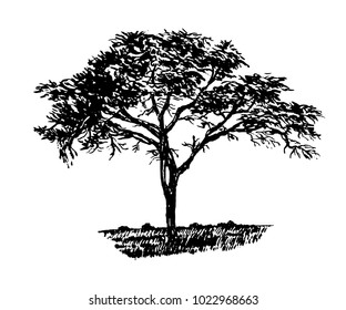 Old evergreen tree, sketch hand drawn ink vector illustration