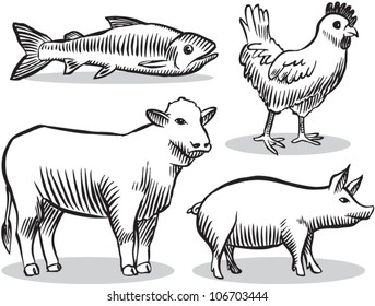 Old fashioned etched style illustration of livestock animals (cow, chicken, pig, fish).
