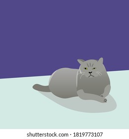 Old fat unhappy grumpy cat