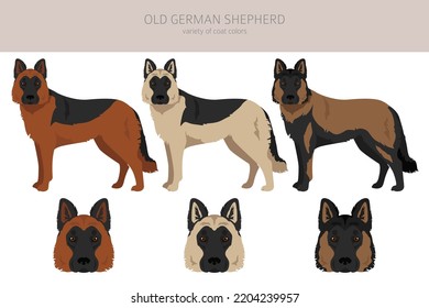 Old German Shepherd dog clipart. Different coat colors set.  Vector illustration