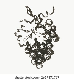 Alte handgezeichnete Weintraube, Vintage-Vektor einzeln auf weiß. Vintage-Frucht-Illustration einzeln auf Weiß, Vektor. Handgezeichnete Frucht Illustrationsvektor.