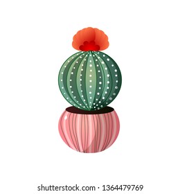 Old lady green cactus with red flower in cute pot
