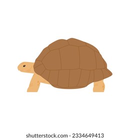 Old land tortoise reptile illustration. simple hand drawn style illustration
