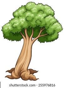 Old leafy tree on a white background