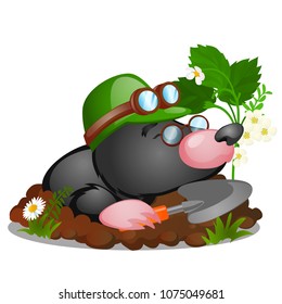 The old mole in green helmet crawled out from a hole isolated on a white background. Vector cartoon close-up illustration.