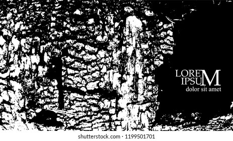 Old monochrome birch bark background
