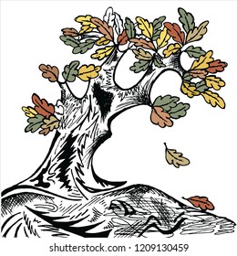 old oak, autumn, leaf fall
