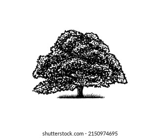 Old Oak Maple Tree Silhouette on the Park Residential landscape Hand Drawing Symbol Vintage Seal Vector	