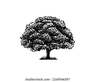 Old Oak Maple Tree Silhouette on the Park Residential landscape Hand Drawing Symbol Vintage Seal Vector	
