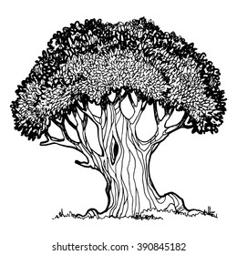 Old oak, outline drawing in sketch style.