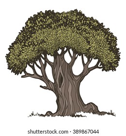 Old oak tree, color vector illustration on a white background.