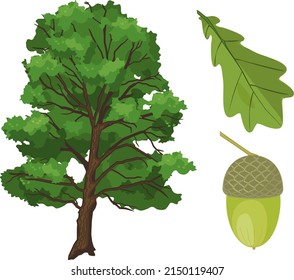 Alter Eichenbaum mit grüner Krone, Blatt und Akkorn einzeln auf weißem Hintergrund. Botanische Illustration
