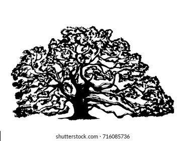 Old oak tree, on a white background