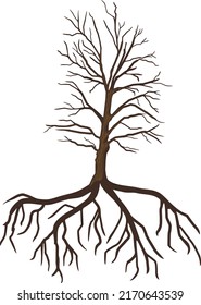 Old oak tree with root system isolated on white background