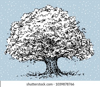 Old oak tree in winter