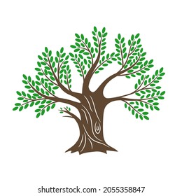 Old olive tree. Big oil oliv wood, vintage greece trees color painting sketch for mediterranean family food logo idea, natural healthy meal vector oak colored silhouette isolated on white