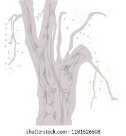 Old olive tree. Olives, leaves.