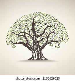 old olive tree on a light background