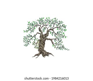 old olive tree vector illustrations, hand drawn art of ancient tree logo