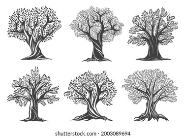 Antiguos olivos con hojas, grietas en la corteza y brunches en el tronco torcido. Símbolo de cocina mediterránea, italiana o griega, cultivo de aceite de oliva orgánico, emblema de vector agrícola o icono