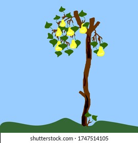 old pear with sawn branches and charred bark and on small branches green leaves and yellow pears. imitation of children's drawing