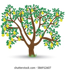 old pear tree with ripe pears on a white background. Vector illustration