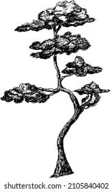 Old pine or cedar tree.
Vector illustration in engraving style. Black silhouette of various plants.