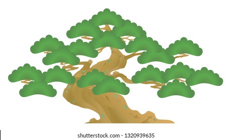 old pine tree. bonsai.