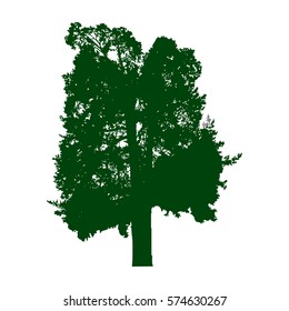 Old pine tree green silhouette isolated on white background. Vector realistic  tree.