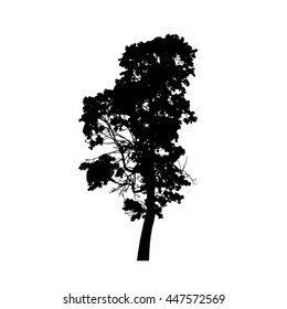 Old Pine Tree Silhouette Isolated On Stock Vector (Royalty Free ...