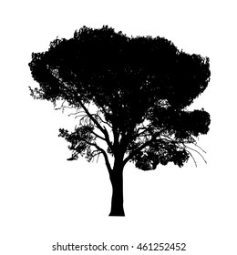 Old pine tree silhouette isolated on white background. Vector tree. Vintage illustration.