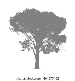 Old pine tree silhouette isolated on white background. Vector tree. Vintage illustration.