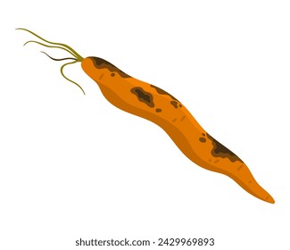 Old rotten carrot vegetable. Bad old unhealthy food, moldy expired product, organic garbage cartoon vector illustration