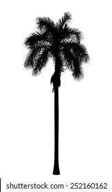 Old Royal Palm Silhouette 