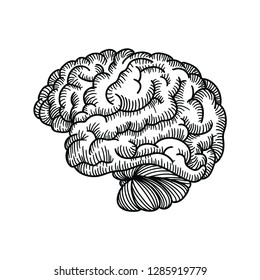 Old school style drawing of the human brain