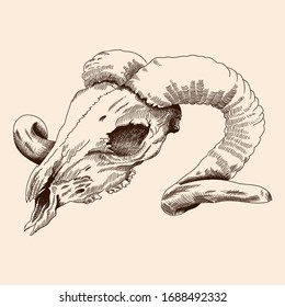 Old skull of a domestic horned ram animal with broken teeth.