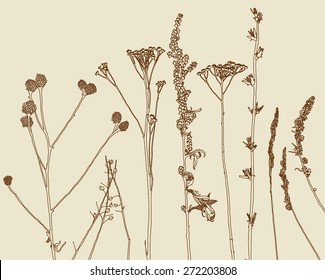 old spring herbs after snow