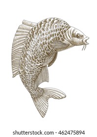 Old style engraving carp fish in jump. Concept of eastern koi fish symbol of wealth. Highly detailed hand drawn vintage carp in jump. Vector illustration