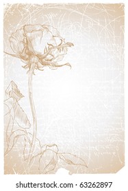 Old textured paper with drawing rose