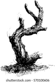 Old tree.