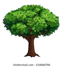 Un árbol viejo con una corona grande. Espesa follaje. Ilustración vectorial detallada aislada en fondo blanco.